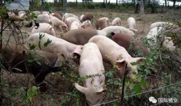 印尼猪瘟最新爆料,最新爆料揭示严峻形势